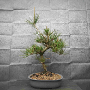 Pinus thunbergii- Borovice thunbergova