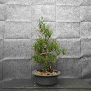 Pinus thunbergii- Borovice thunbergova