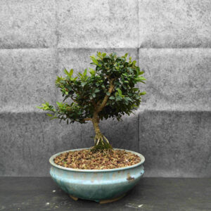 Buxus sempervirens- Krušpanek vzdyzeleny