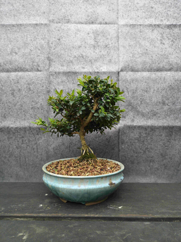 Buxus sempervirens- Krušpanek vzdyzeleny