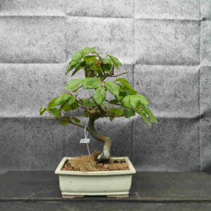 Fagus sylvatica- Buk lesní