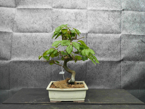 Fagus sylvatica- Buk lesní