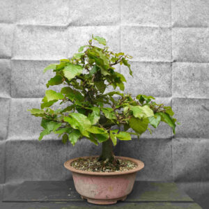 Fagus sylvatica- Buk lesní