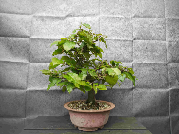Fagus sylvatica- Buk lesní