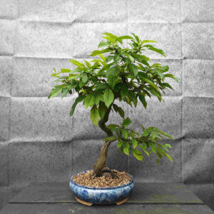 Malus sieboldii- Jablon sieboldova