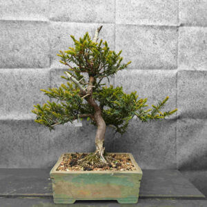 Taxus baccata-Tis červeny