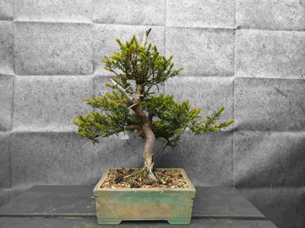 Taxus baccata-Tis červeny