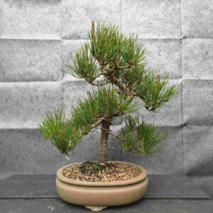 Pinus thunbergii- Borovice thunbergova