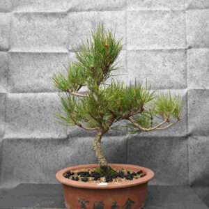 Pinus thunbergii- Borovice thunbergova
