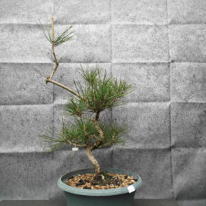 Pinus thunbergii- Borovice thunbergova