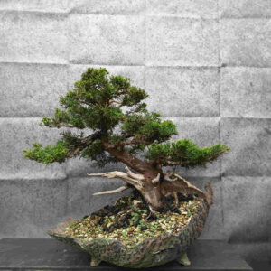 Juniperus chinensis Itoigawa- Jalovec čínský kul. Itoigawa