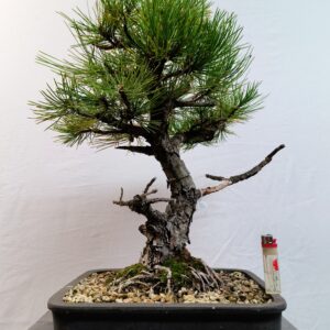 Pinus nigra-Borovice černá