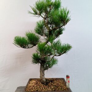 Pinus thunbergii-Borovice thunbergova