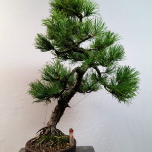 Pinus nigra- Borovice černá