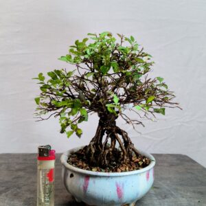 Spirea japonica little princess- Tavolnik japonský