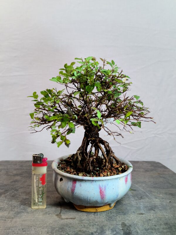Spirea japonica little princess- Tavolnik japonský