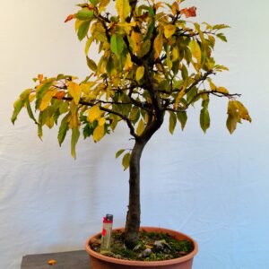 Jablon sieboldova- Malus sieboldii