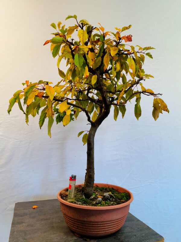 Jablon sieboldova- Malus sieboldii
