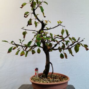 Jablon sieboldova- Malus sieboldii