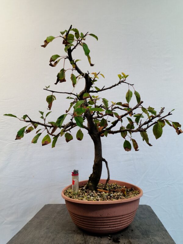 Jablon sieboldova- Malus sieboldii