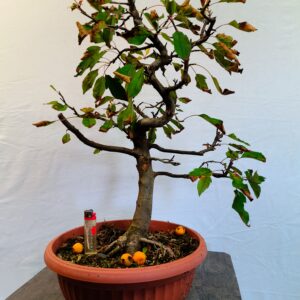 Jablon haliova- Malus halliana