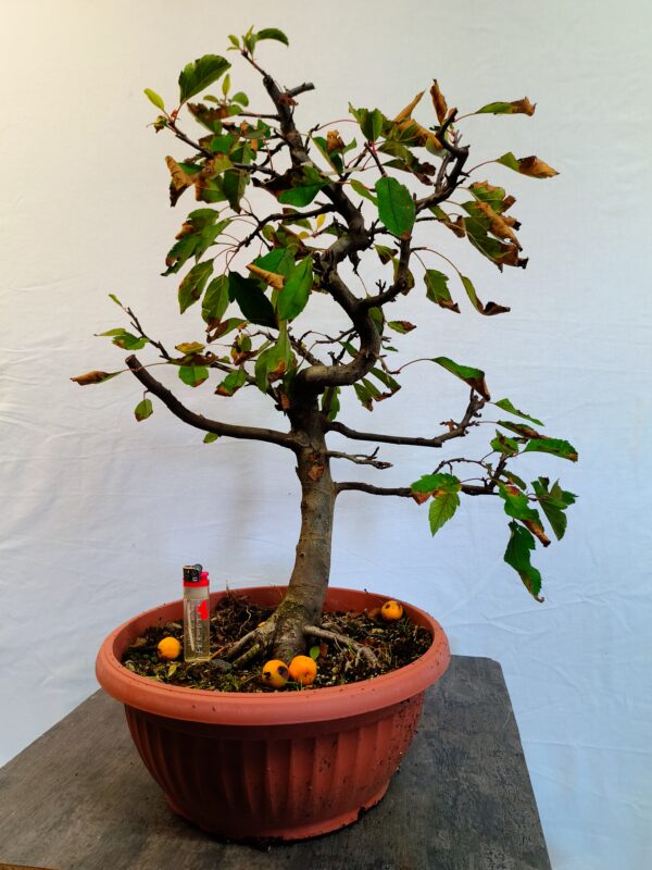 Jablon haliova- Malus halliana