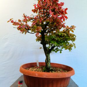 Brslen bradavičnatý- Euonymus verrucosa