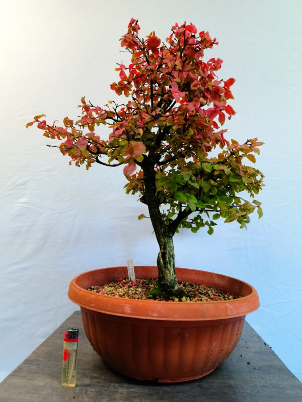 Brslen bradavičnatý- Euonymus verrucosa