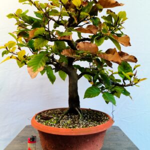 Buk lesní- Fagus sylvatica