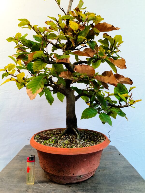 Buk lesní- Fagus sylvatica