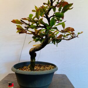 Buk lesní- Fagus sylvatica