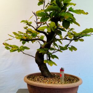 Buk lesní- Fagus sylvatica