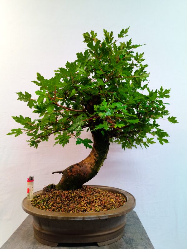 Acer campestre- Javor babyka - Image 2
