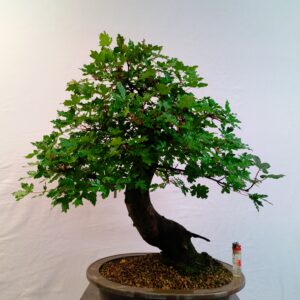Acer campestre- Javor babyka