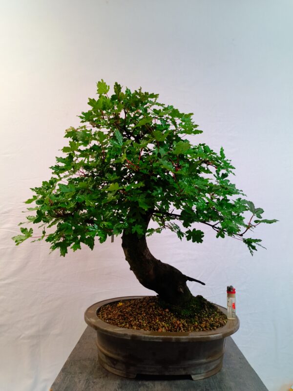 Acer campestre- Javor babyka