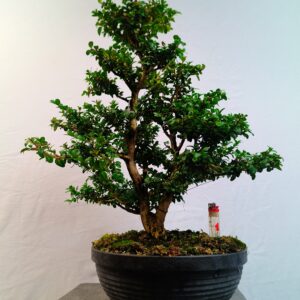 Buxus sempervirens-Krušpánek vždyzelený