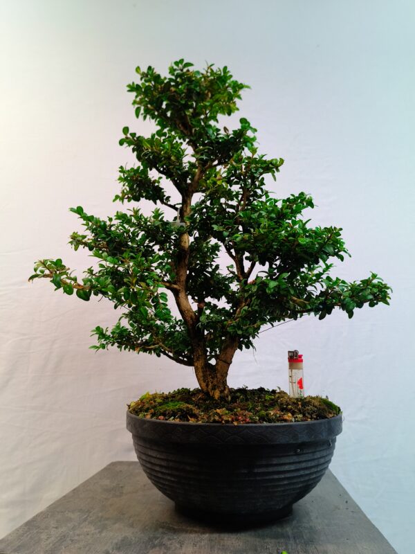 Buxus sempervirens-Krušpánek vždyzelený