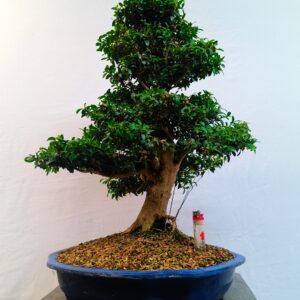 Buxus sempervirens-Krušpánek vždyzelený