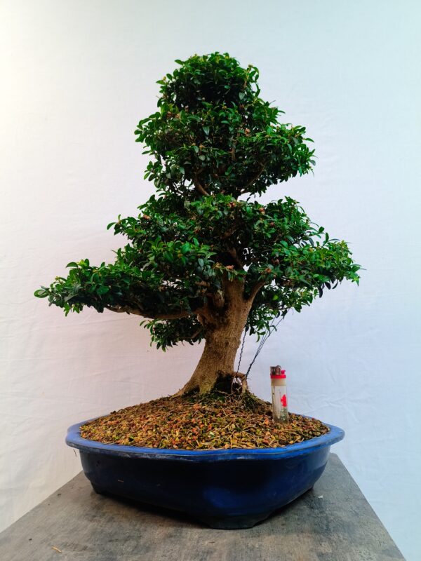 Buxus sempervirens-Krušpánek vždyzelený