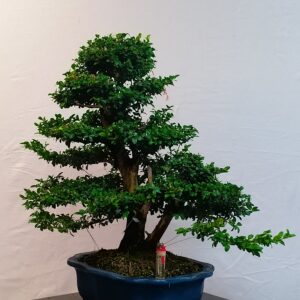 Buxus sempervirens- Krušpanek vždyzelený
