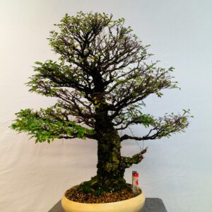 Zelkova nire