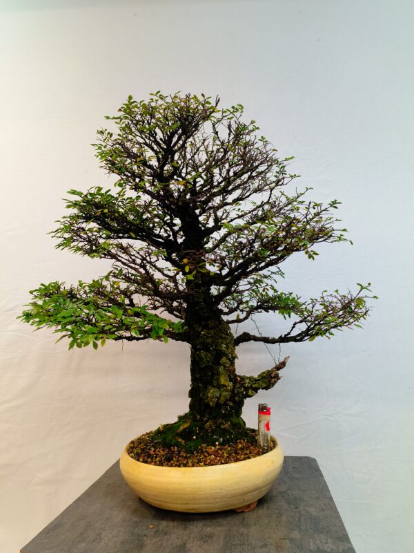 Zelkova nire