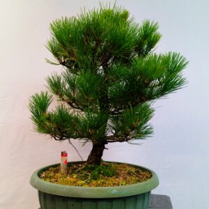 Pinus thunbergii- Borovice thunbergova