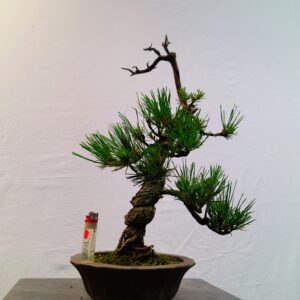 Pinus thunbergii - Borovice thunbergova
