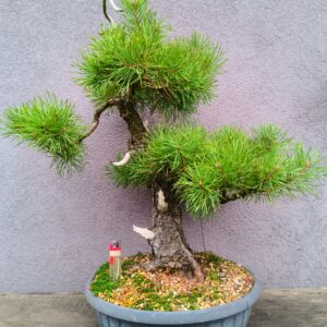 Pinus sylvestris- Borovice lesní