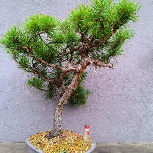 Pinus sylvestris-Borovice lesní