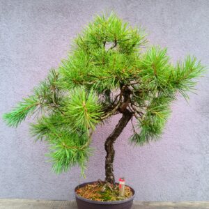 Pinus sylvestris- Borovice lesní