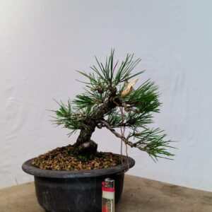 Borovice Thunbergova - Pinus Thunbergii