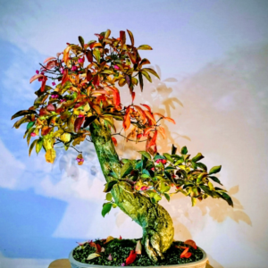 Euonymus europaeus - Brslen evropský