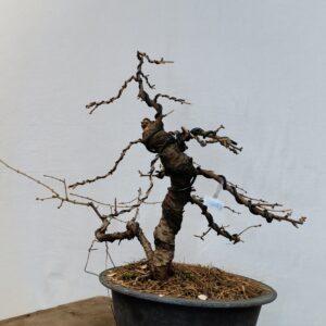 Modřín dahurský - Larix gmelinii